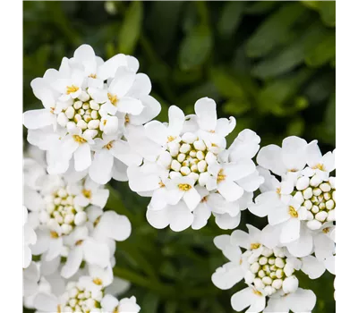 Iberis sempervirens 'Schneeflocke' Iberis sempervirens 'Schneeflocke'