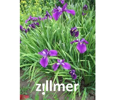 Iris ensata 'Amethyst' Iris ensata 'Amethyst'