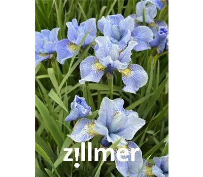 Iris sibirica 'Himmel von Komi' Iris sibirica 'Himmel von Komi'