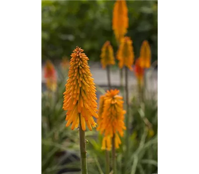 Kniphofia Hybr.'Mango Popsicle' -S- Kniphofia Hybr.'Mango Popsicle' -S-