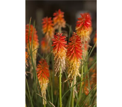 Kniphofia Hybr.'Papaya Popsicle' -R- Kniphofia Hybr.'Papaya Popsicle' -R-