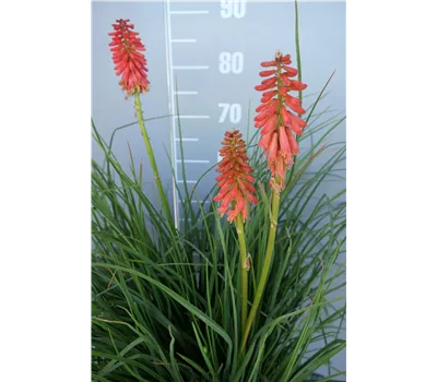 Kniphofia Hybr.'Poco Red' -R- Kniphofia Hybr.'Poco Red' -R-