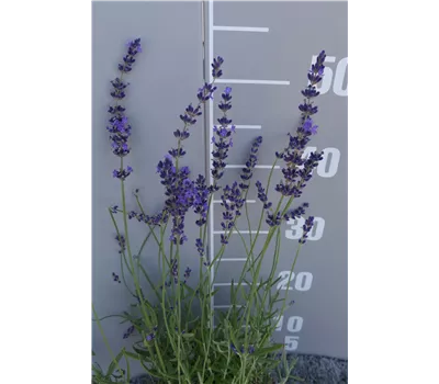 Lavandula angustifolia 'Blue Cushion' Lavandula angustifolia 'Blue Cushion'