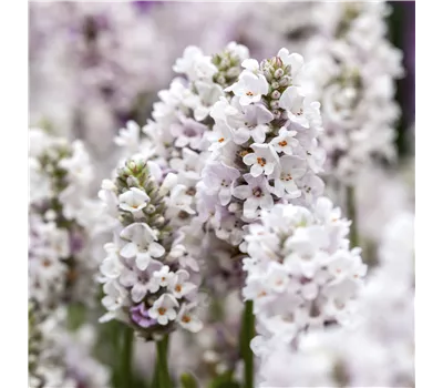 Lavandula angustifolia 'Rosea' Lavandula angustifolia 'Rosea'