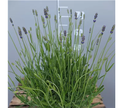 Lavandula angustifolia 'Siesta' Lavandula angustifolia 'Siesta'