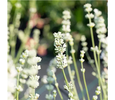 Lavandula x intermedia 'Edelweiß'