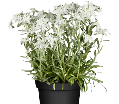 Leontopodium alpinum 'Großglockner' Leontopodium alpinum 'Großglockner'