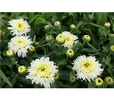 Leucanthemum x superb.'Macroon' Leucanthemum x superb.'Macroon'