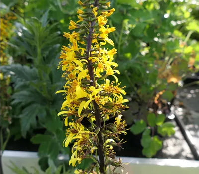 Ligularia przewalskii 'The Rocket' Ligularia przewalskii 'The Rocket'