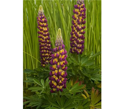 Lupinus Hybr.-Westcountry 'Manhattan Lights' -R- Lupinus Hybr.-Westcountry 'Manhattan Lights' -R-