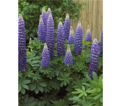Lupinus Hybr.-Westcountry 'Persian Slipper' -R- Lupinus Hybr.-Westcountry 'Persian Slipper' -R-