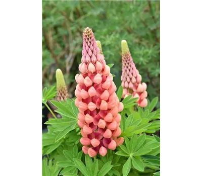 Lupinus Hybr.-Westcountry 'Salmon Star' -R- Lupinus Hybr.-Westcountry 'Salmon Star' -R-
