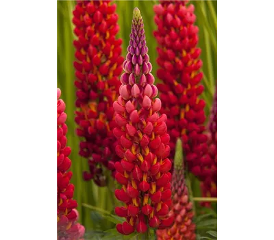 Lupinus Hybr.-Westcountry 'Towering Inferno' -R- Lupinus Hybr.-Westcountry 'Towering Inferno' -R-
