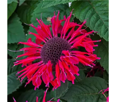 Monarda Hybr. 'Bee-Happy' Monarda Hybr. 'Bee-Happy'