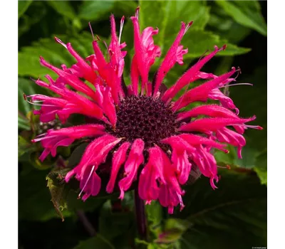 Monarda Hybr. 'Bee-Merry' Monarda Hybr. 'Bee-Merry'
