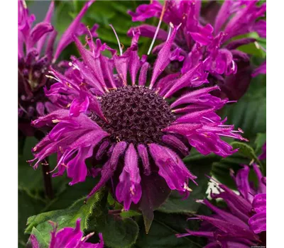 Monarda Hybr. 'Bee-Pure' Monarda Hybr. 'Bee-Pure'