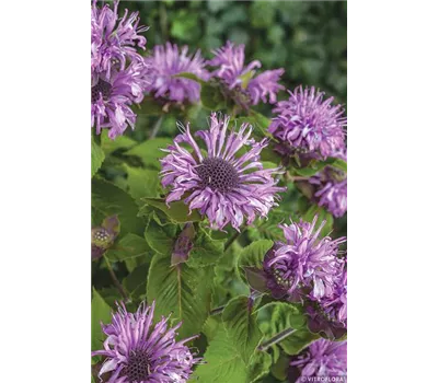 Monarda Hybr. 'Bee-Pretty' Monarda Hybr. 'Bee-Pretty'