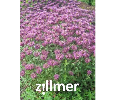 Monarda menthifolia Monarda menthifolia