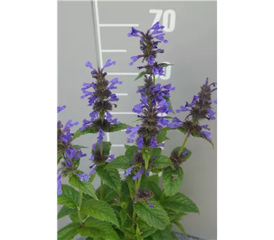 Nepeta Hybr. 'Neptune' Nepeta Hybr. 'Neptune'