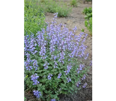 Nepeta Hybr. 'Pursian Blue'
