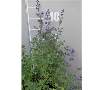 Nepeta x faassenii 'Kit Cat' Nepeta x faassenii 'Kit Cat'