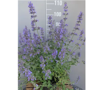 Nepeta x faassenii 'Walkers Low' Nepeta x faassenii 'Walkers Low'
