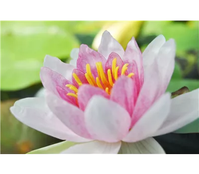 Nymphaea Hybr.'Marliacea Rosea' Nymphaea Hybr.'Marliacea Rosea'