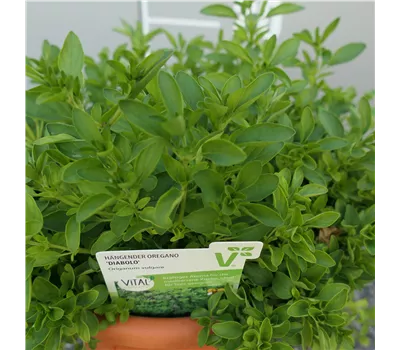 Origanum vulgare 'Diabolo' Origanum vulgare 'Diabolo'
