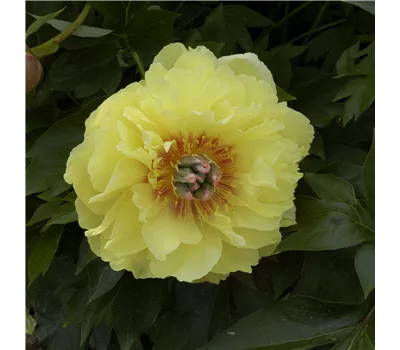 Paeonia Itoh-Hybr.'Bartzella' Paeonia Itoh-Hybr.'Bartzella'
