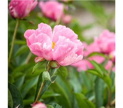 Paeonia Itoh-Hybr.'Hillary' Paeonia Itoh-Hybr.'Hillary'