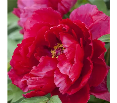 Paeonia Lactif.-Hybr. 'Blaze' Paeonia Lactif.-Hybr. 'Blaze'