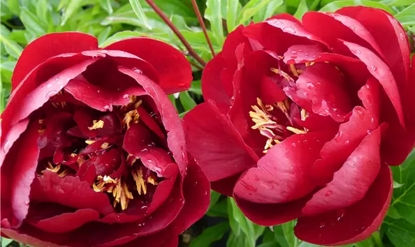 Stoecker Stauden_Paeonia lactiflora Hybr. Buckeye Belle'-29-139-3790-2532.JPG