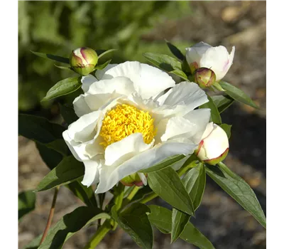 Paeonia Lactif.-Hybr. 'Jan van Leeuwen'