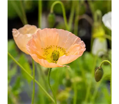Papaver nudicaule 'Gartenzwerg' Papaver nudicaule 'Gartenzwerg'