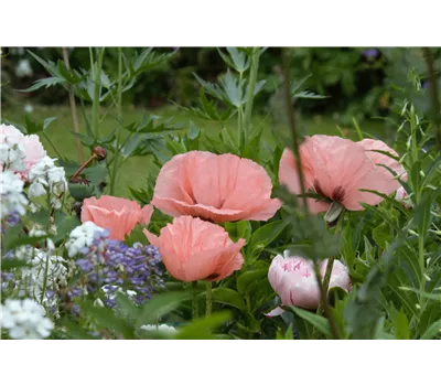 Papaver orientale 'Princ. Victoria Louise' Papaver orientale 'Princ. Victoria Louise'
