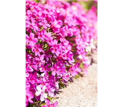 Phlox Douglasii-Hybr.'Crackerjack' Phlox Douglasii-Hybr.'Crackerjack'