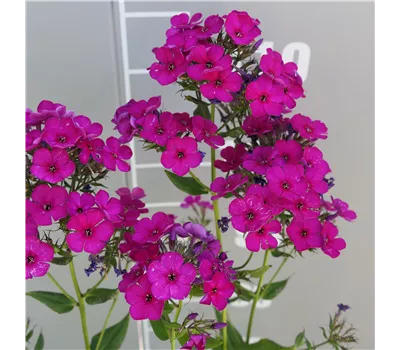 Phlox pan. Adessa-Ser.'Deep Purple' -R- Phlox pan. Adessa-Ser.'Deep Purple' -R-