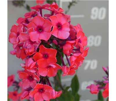 Phlox pan. Adessa-Ser.'Orange' -R- Phlox pan. Adessa-Ser.'Orange' -R-