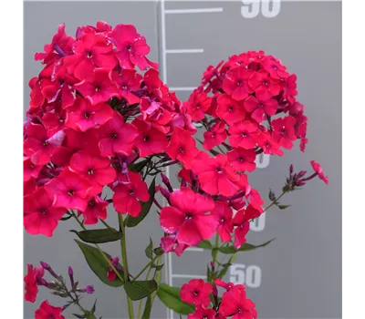 Phlox pan. Adessa-Ser.'Red' -R- Phlox pan. Adessa-Ser.'Red' -R-