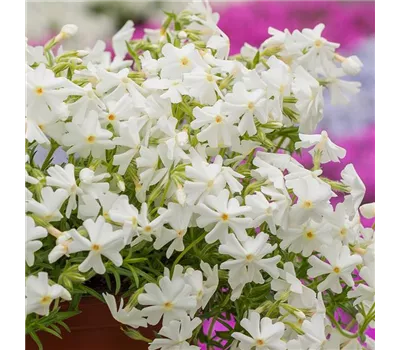 Phlox subulata 'Spring White'