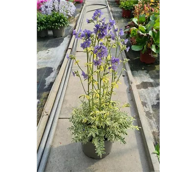 Polemonium caeruleum 'Brise d'Anjou' Polemonium caeruleum 'Brise d'Anjou'