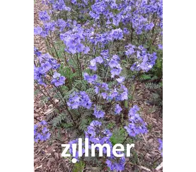 Polemonium Hybr.'Bressingham Purple' Polemonium Hybr.'Bressingham Purple'