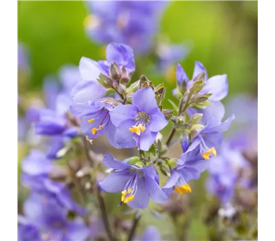 Polemonium yezoense 'Purple Rain' Polemonium yezoense 'Purple Rain'