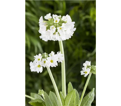 Primula denticulata 'Alba' Primula denticulata 'Alba'