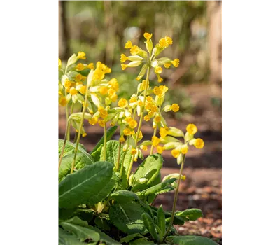 Primula veris ssp.veris Primula veris ssp.veris