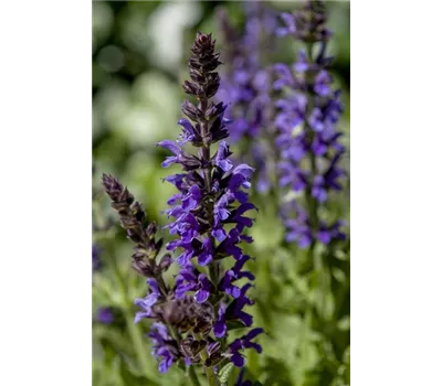 Salvia nemorosa 'Marcus' -R- Salvia nemorosa 'Marcus' -R-