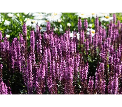 Salvia nemorosa 'Midnight Rose' Salvia nemorosa 'Midnight Rose'