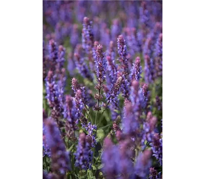 Salvia nemorosa 'Salute Ice Blue'