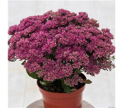 Sedum spectabile 'Mr. Goodbud'