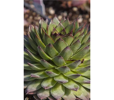 Sempervivum Hybr.'BigSam Chrome Green' Sempervivum Hybr.'BigSam Chrome Green'
